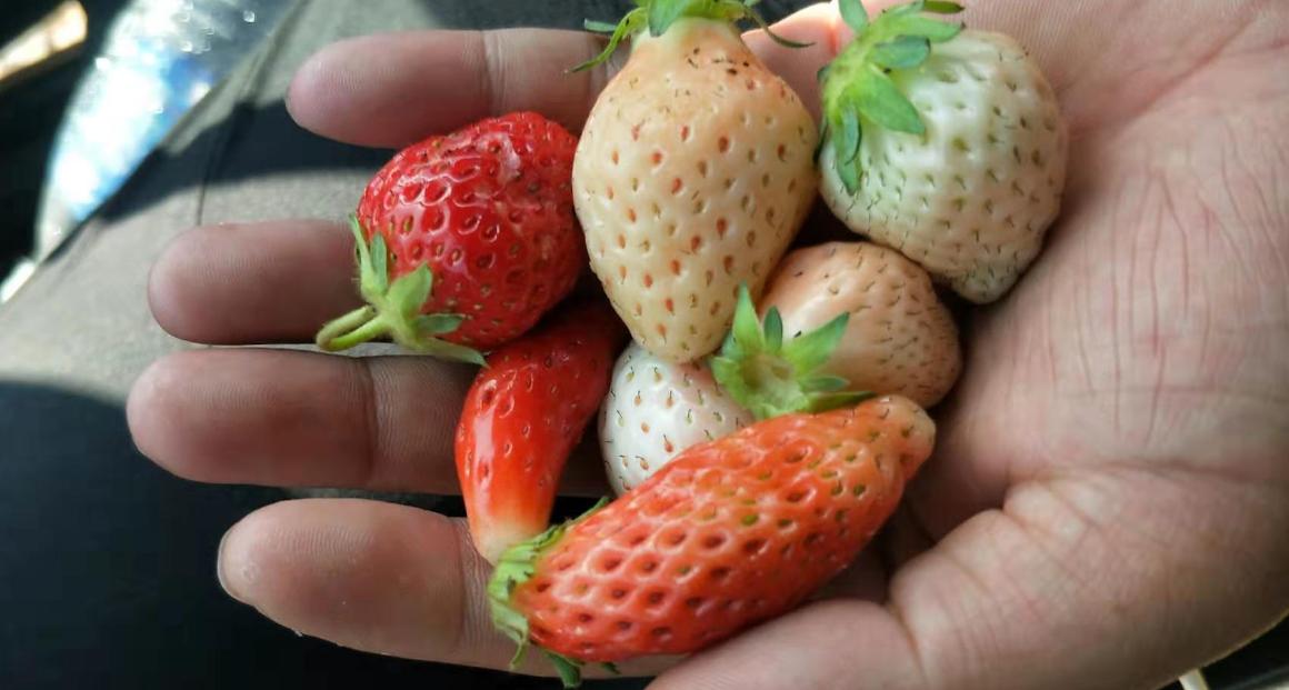 草莓种植最简单方法小技巧,草莓种植方法小白也能种出好草莓