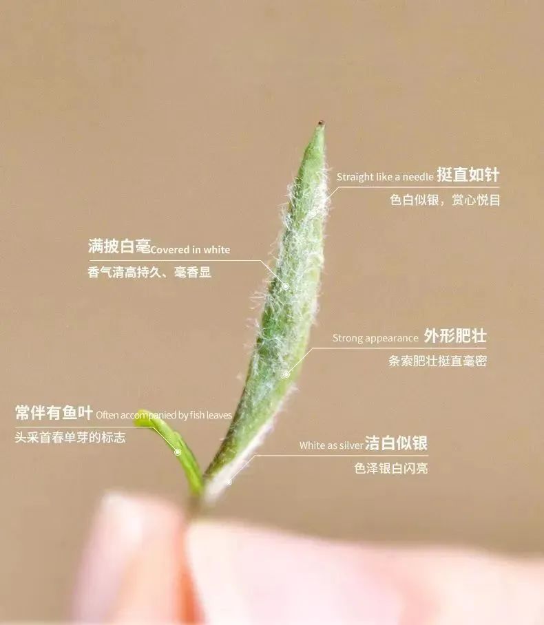 白茶为什么会返青,华源的白牡丹