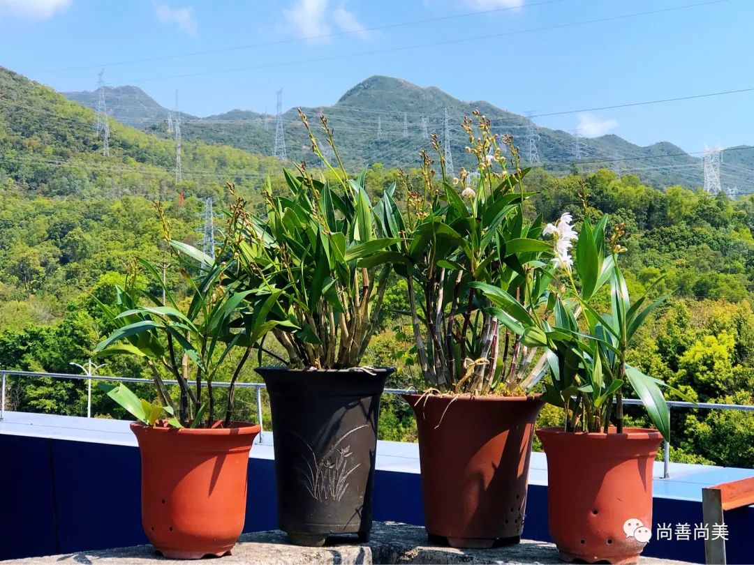 香水石斛兰花怎么养,家养香水石斛为什么不开花