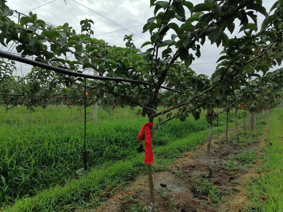 一文帮您解决——秋月梨死棵和木栓病！