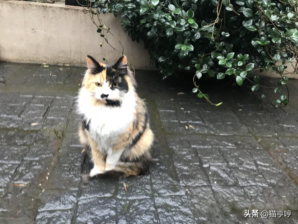 自己家猫不认识自己了怎么办,自家的猫不粘人怎么办