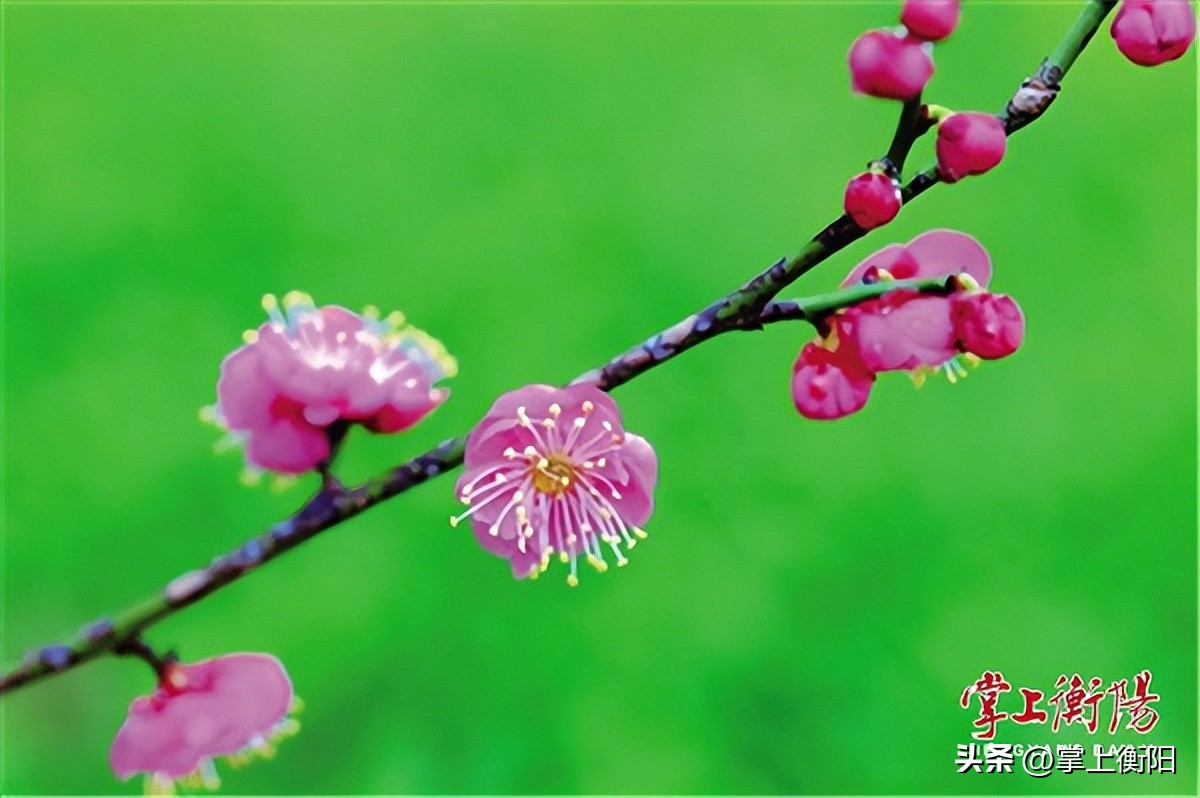 文旅周刊丨恰是春意浓浓，南岳“梅景”正好