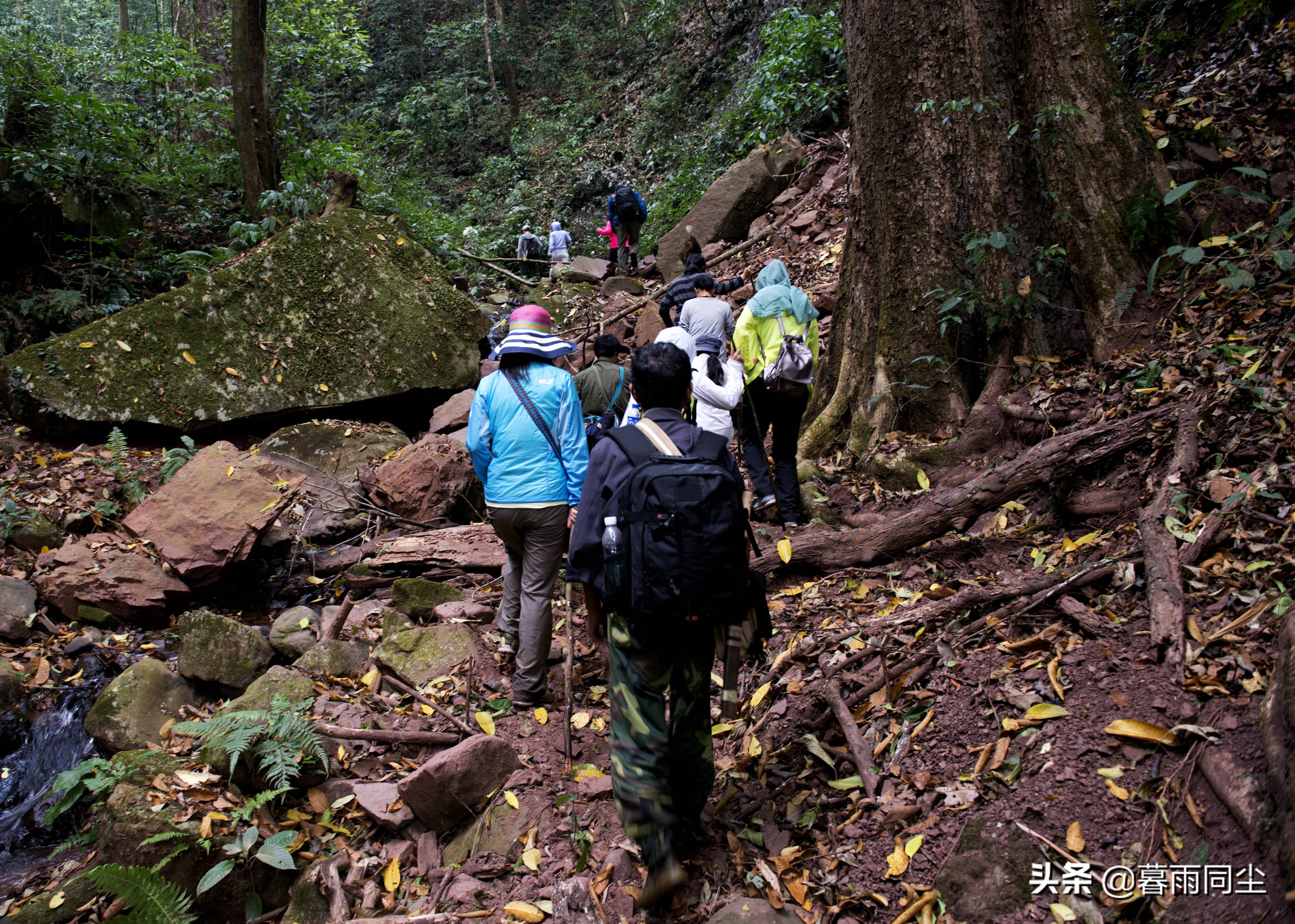 野外旅游怎么防蛇咬伤别人,野外防被蛇咬带什么药可保命