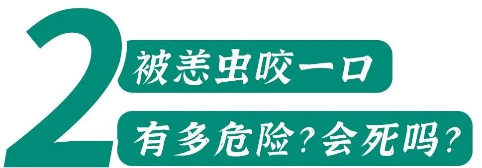 恙虫到底有多可怕？致死率极高