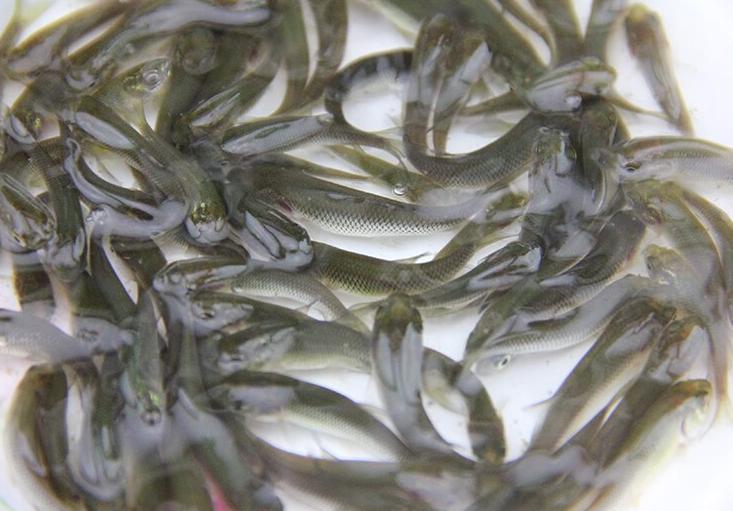 麦穗鱼养殖方法与养殖技巧,麦穗鱼如何规模化繁殖