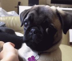 狗的繁衍方式和后代,自然界狗是怎么进化来的