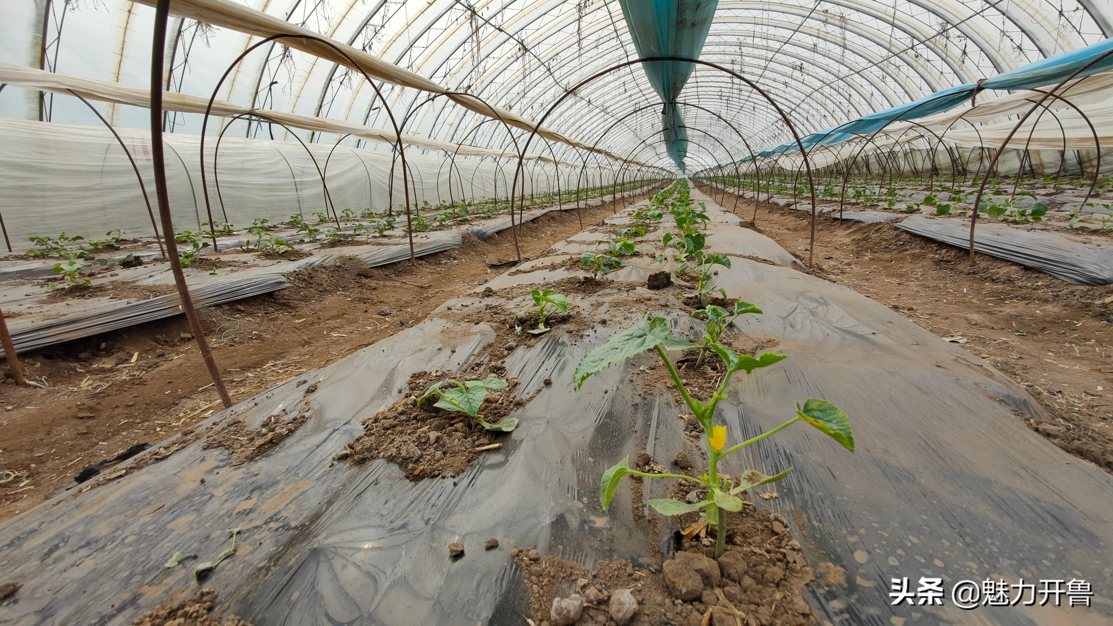 种植大棚小甜瓜走上脱贫致富路,内蒙古开鲁县双丰甜蜜香瓜种子