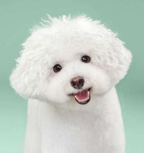 天气热狗狗中暑了怎么办,夏天预防狗狗中暑方法图片