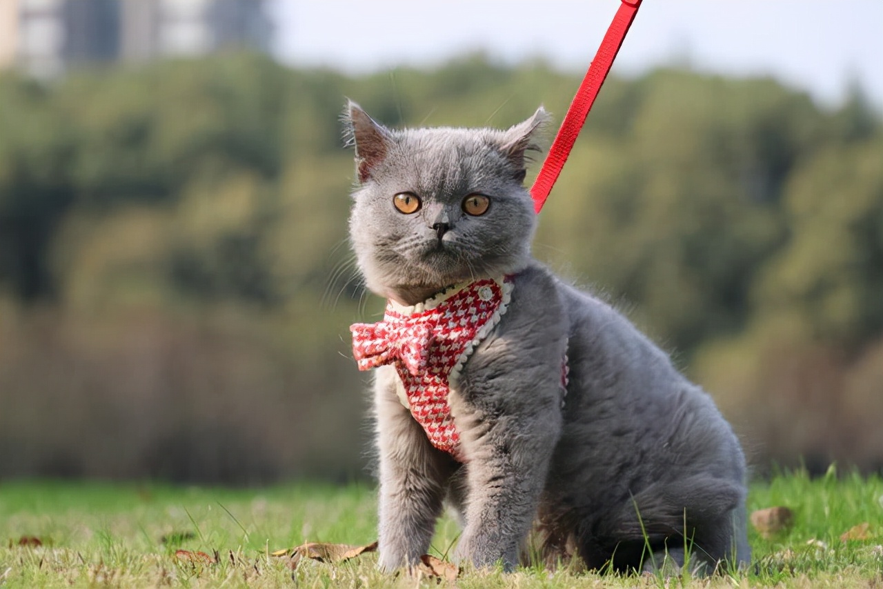 英短蓝猫为什么这么多人养,英短蓝猫真的适合养吗