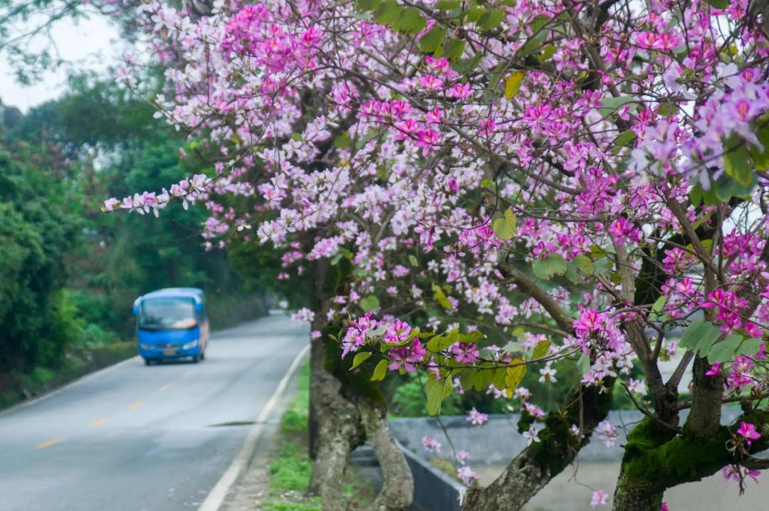 南方人爱不够的紫荆花，北方人懵了：“这哪儿是紫荆花啊？”