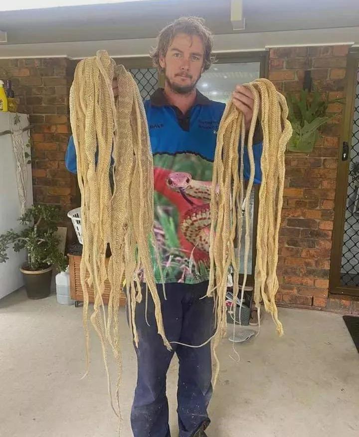 村民家里发现眼镜蛇蛇窝,澳洲家里发现蛇