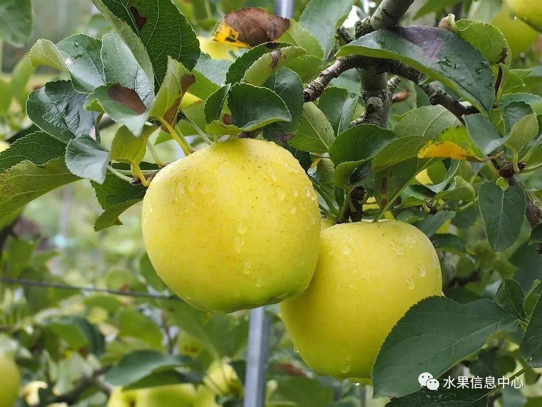 苹果排名第一是哪种苹果,苹果品种好吃排名