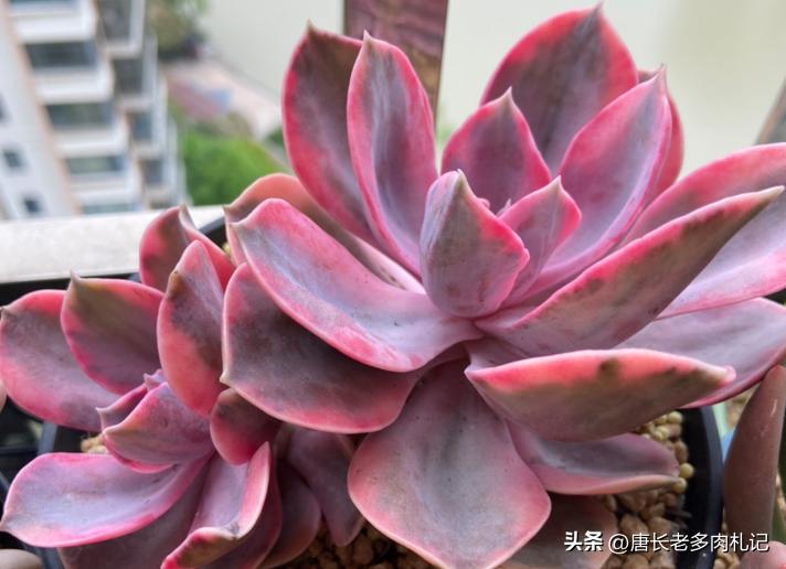 多肉彩虹糖和彩虹是一个品种吗 (多肉彩虹糖好养吗)