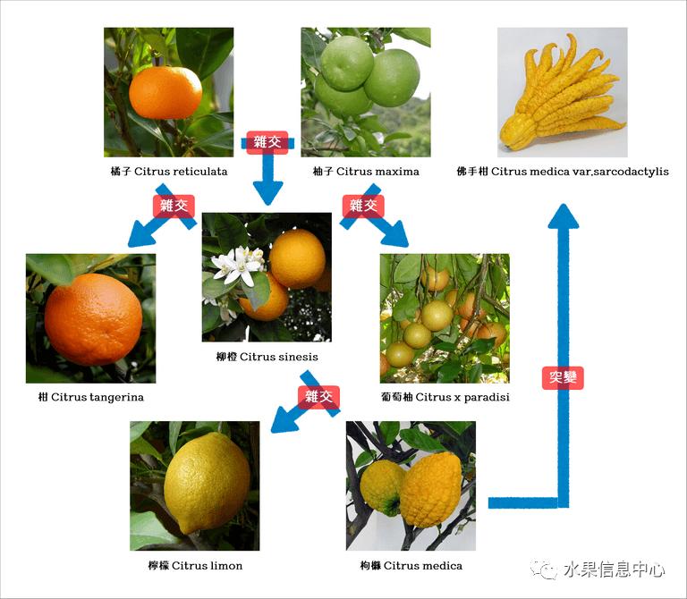 金桔产地视频,金桔多少个品种