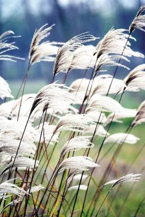 活好每一天的优美散文,致敬最美的散文