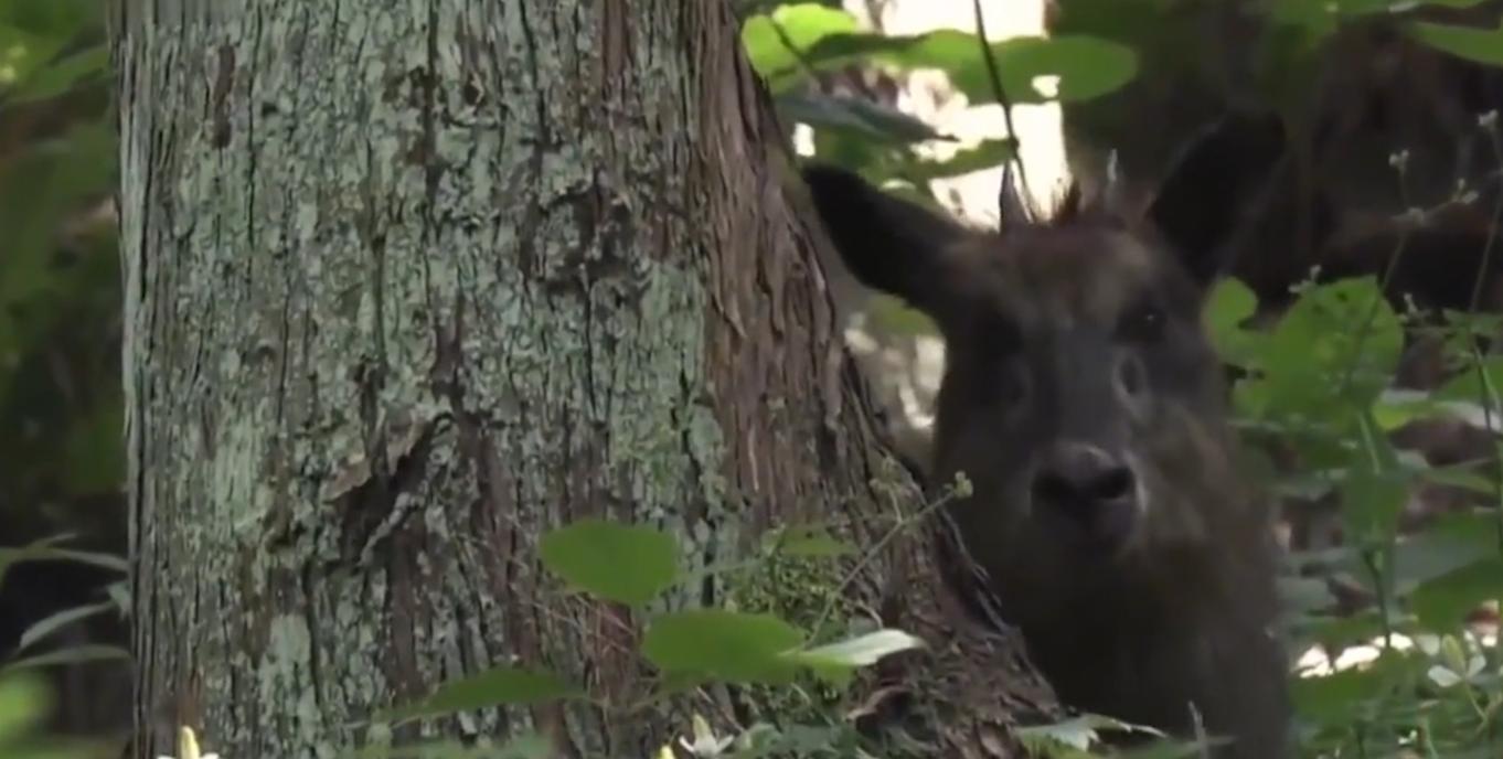 意外发现远古神兽,浙江发现天马