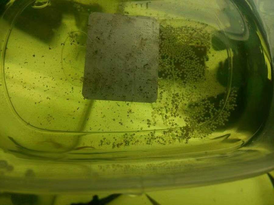 原生的斑马鱼会长蝶翼吗,原生斑马鱼会跳吗