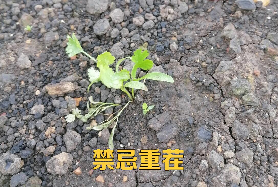 土传病害土壤如何处理,土传病害防不胜防如何彻底解决