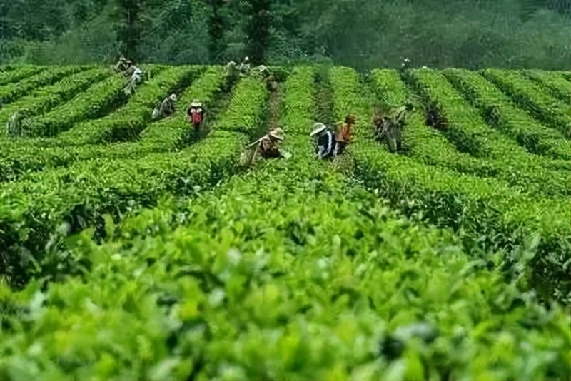 北纬三十度名茶名酒,北纬30度十大名茶