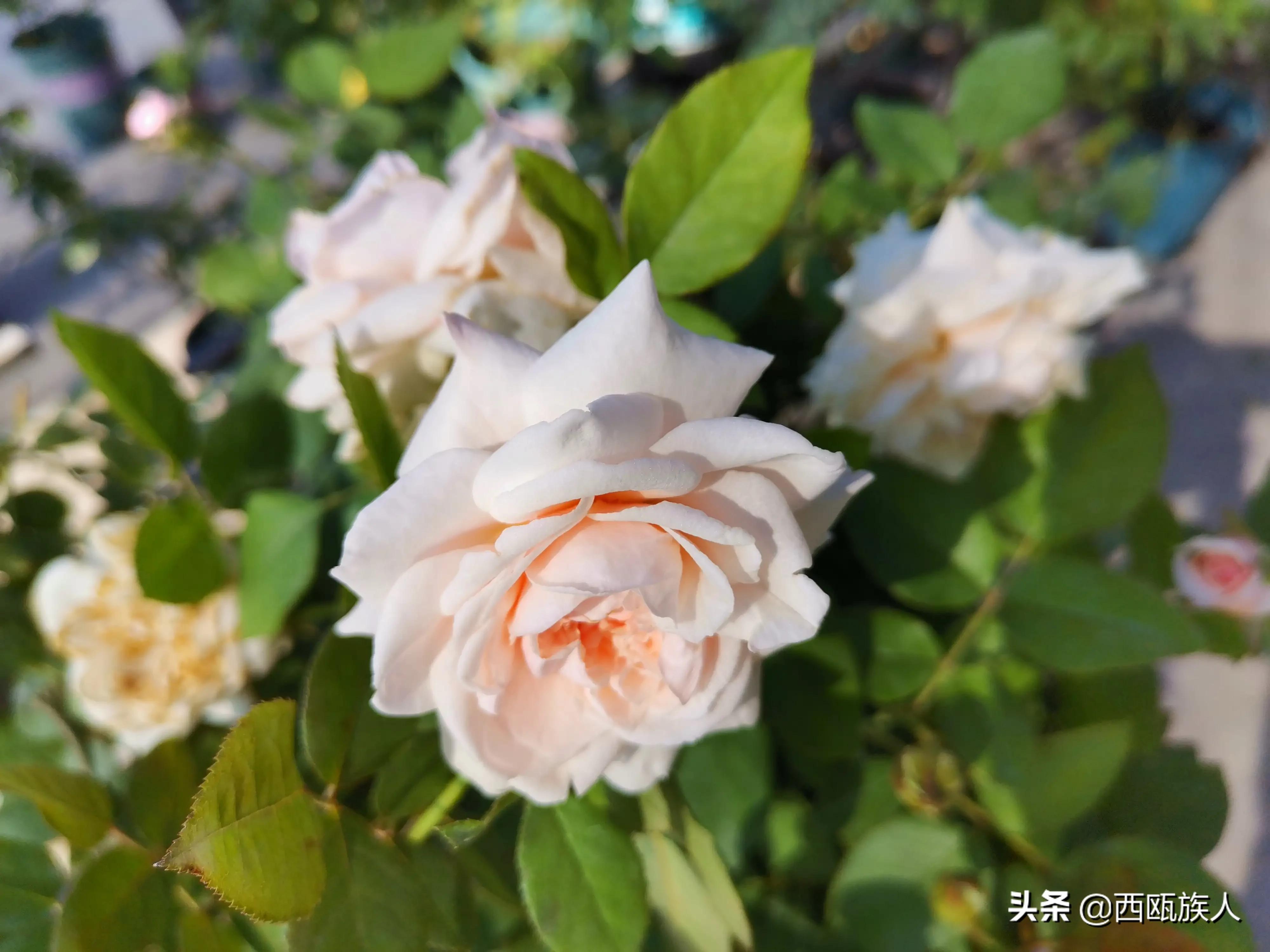 月季花最佳观赏时间,月季花鲜切花养护方法