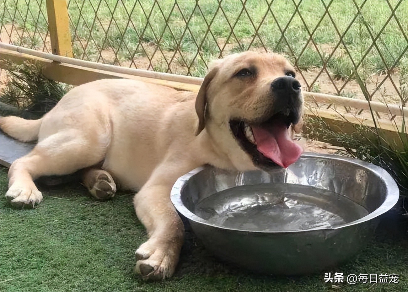 狗狗饮水禁忌多5大禁忌绝不能犯,给狗狗喝水的3大误区