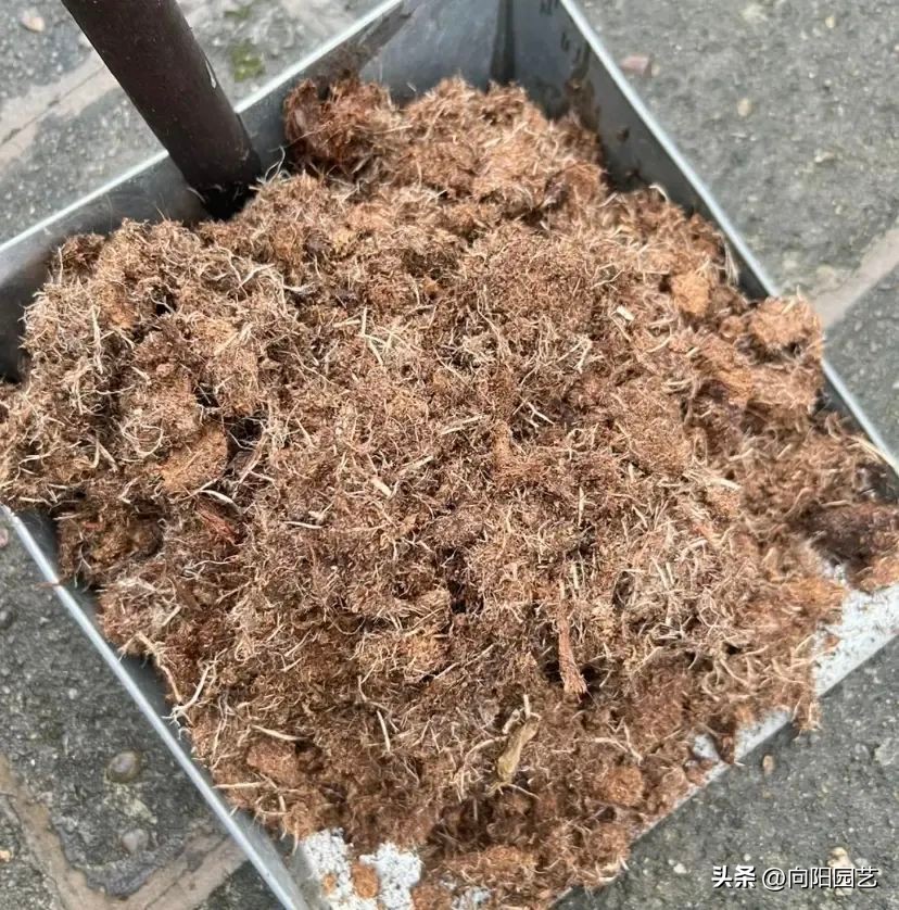椰糠土便宜和贵的,椰糠加园林土