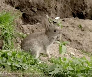 兔年说兔音频,兔年说兔事