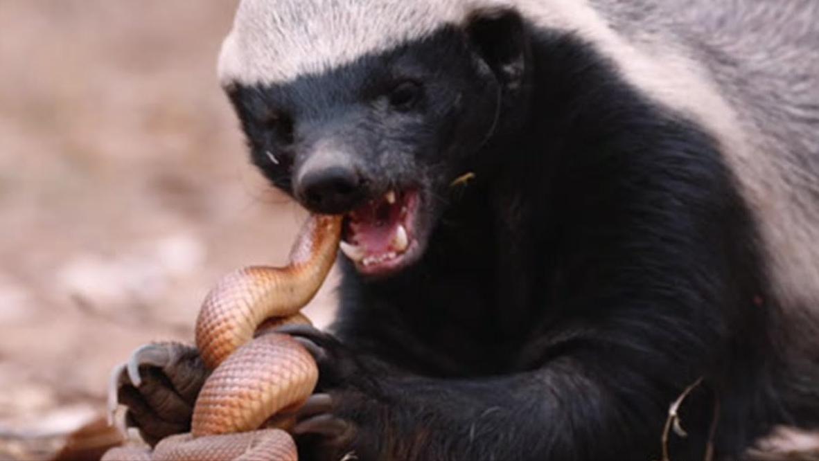 平头哥雷军简介,雷军平头哥对话