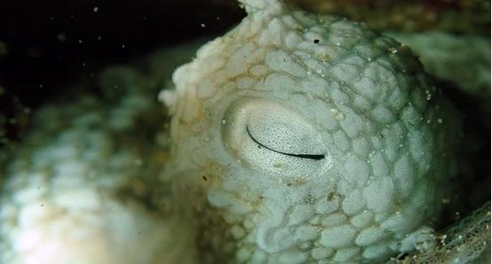 这个男人太大胆，因为夫妻不和谐，转身就爱上了一条章鱼！纪录片