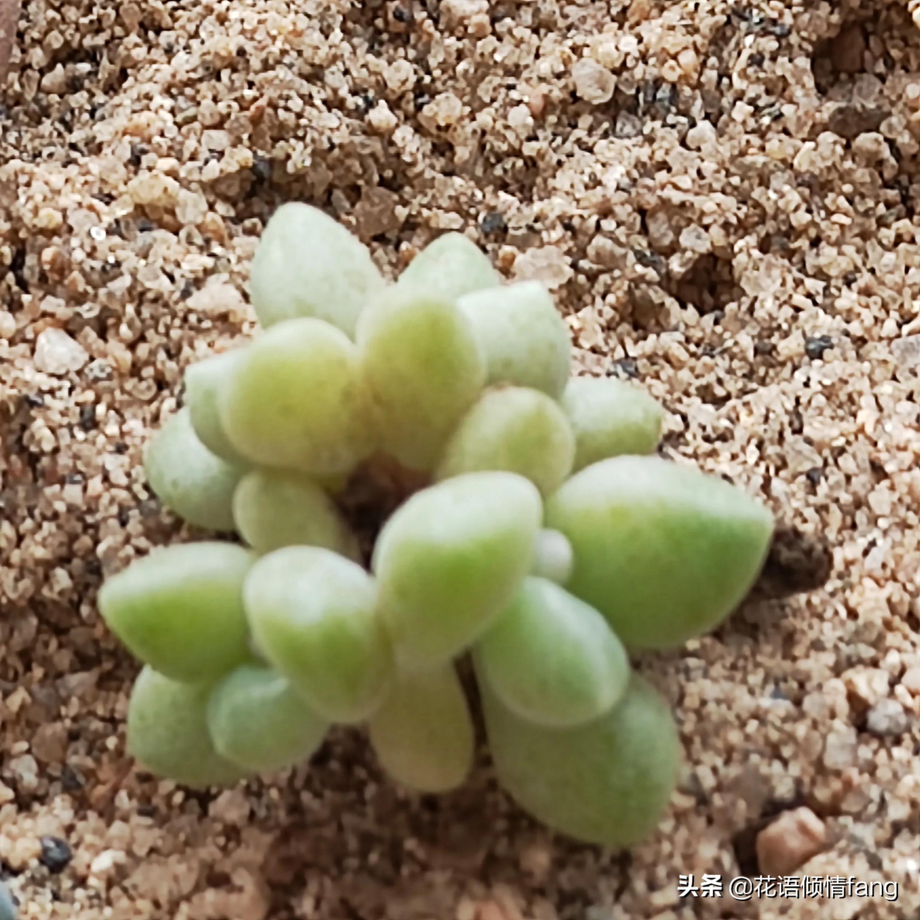 养花怎么防老鼠,防鼠植物盆栽