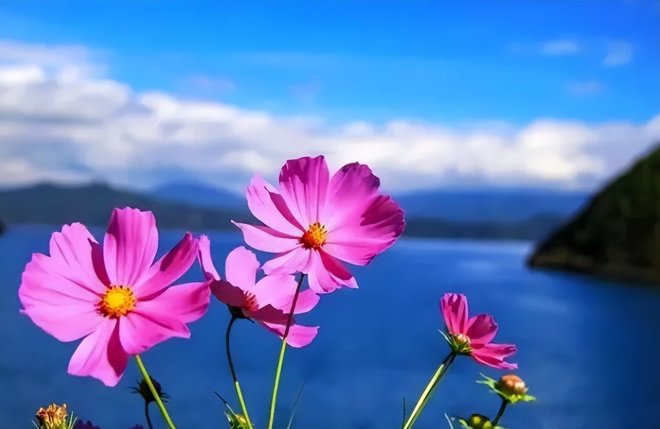 没有谁的生活不平淡,没有谁的生活不需要努力的