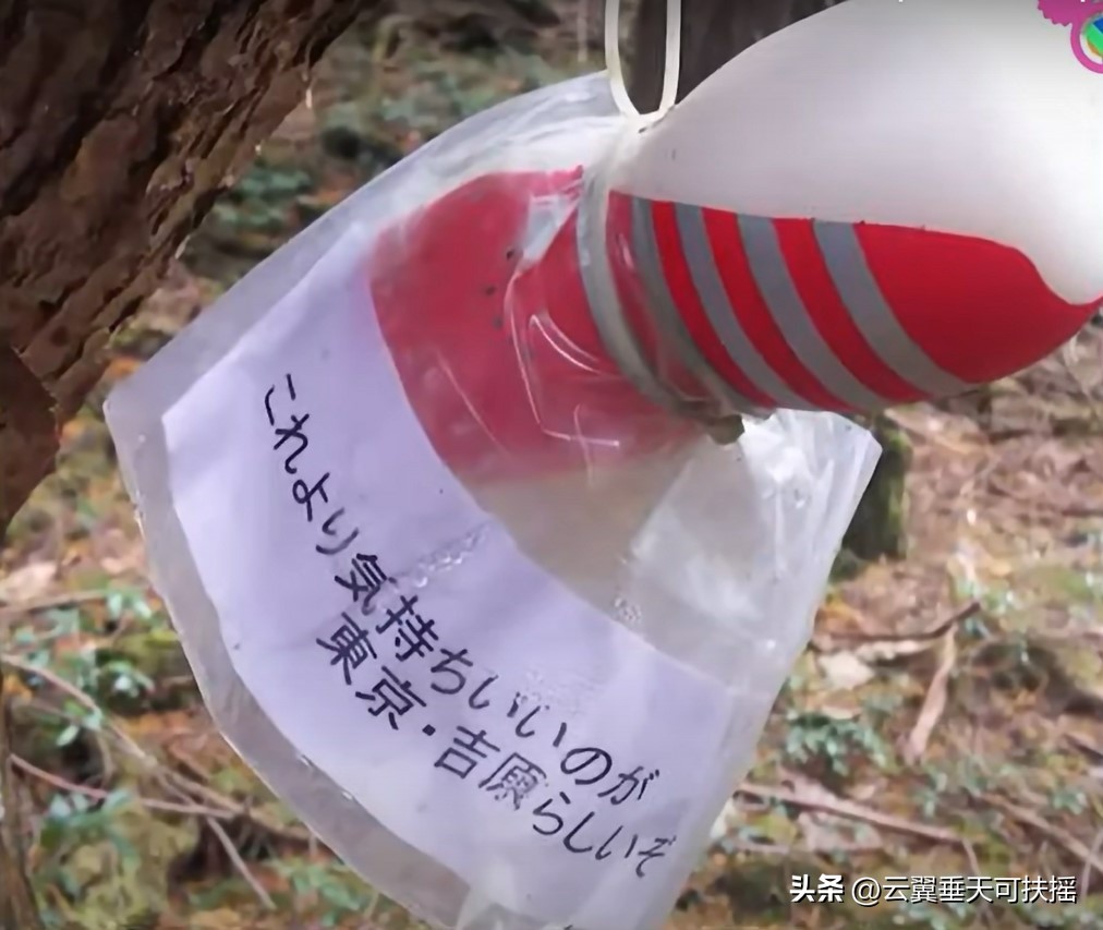 日本“自杀森林”惊现大量无主飞机杯