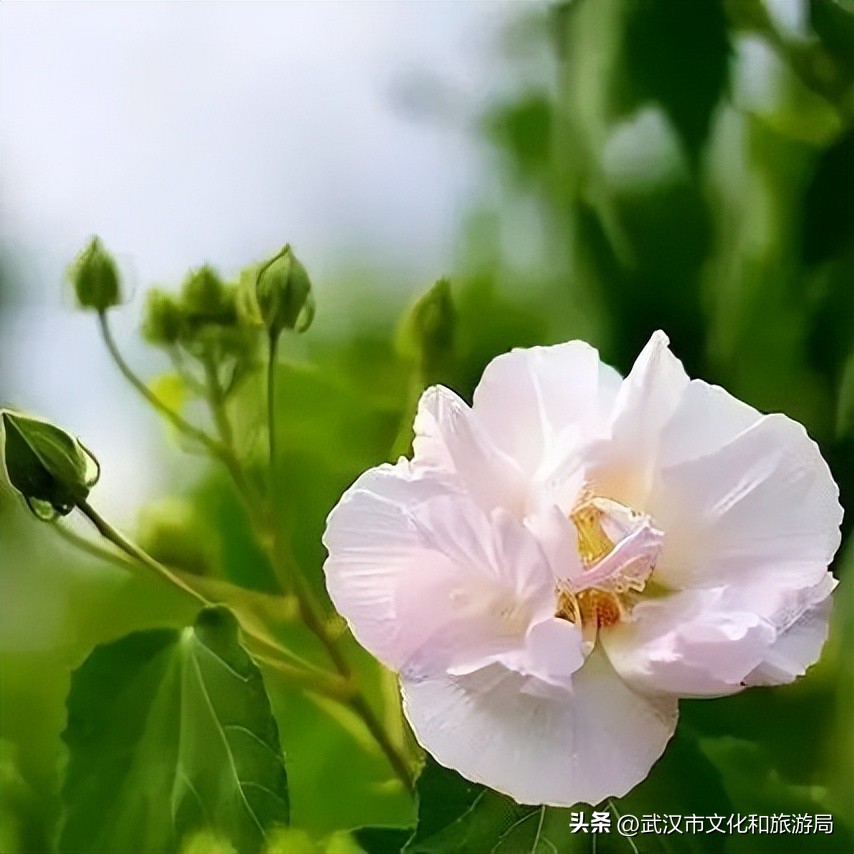 木芙蓉红楼梦植物图鉴,木芙蓉是几年生植物