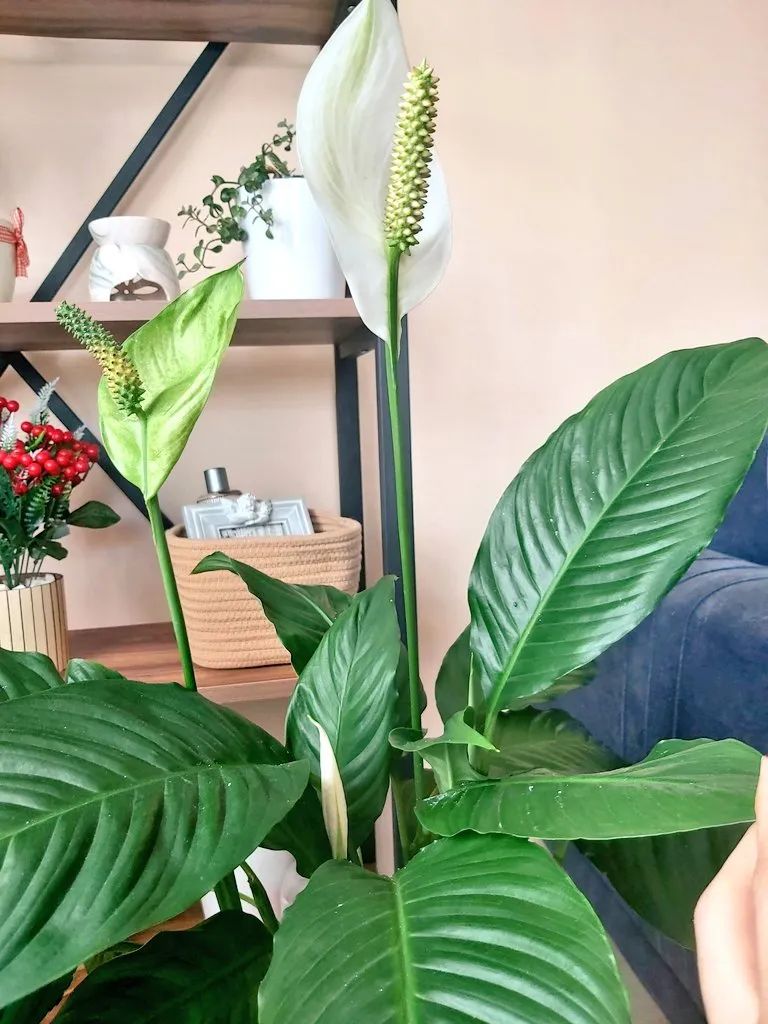 好养活且好看的室内绿植,好养的高颜值室内绿植有哪些