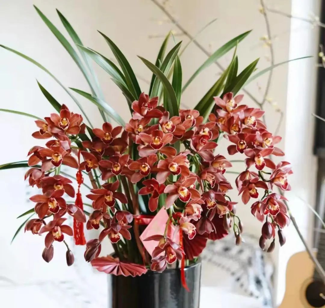 快来看看，兰花的世界真奇妙|壹木星球No.14