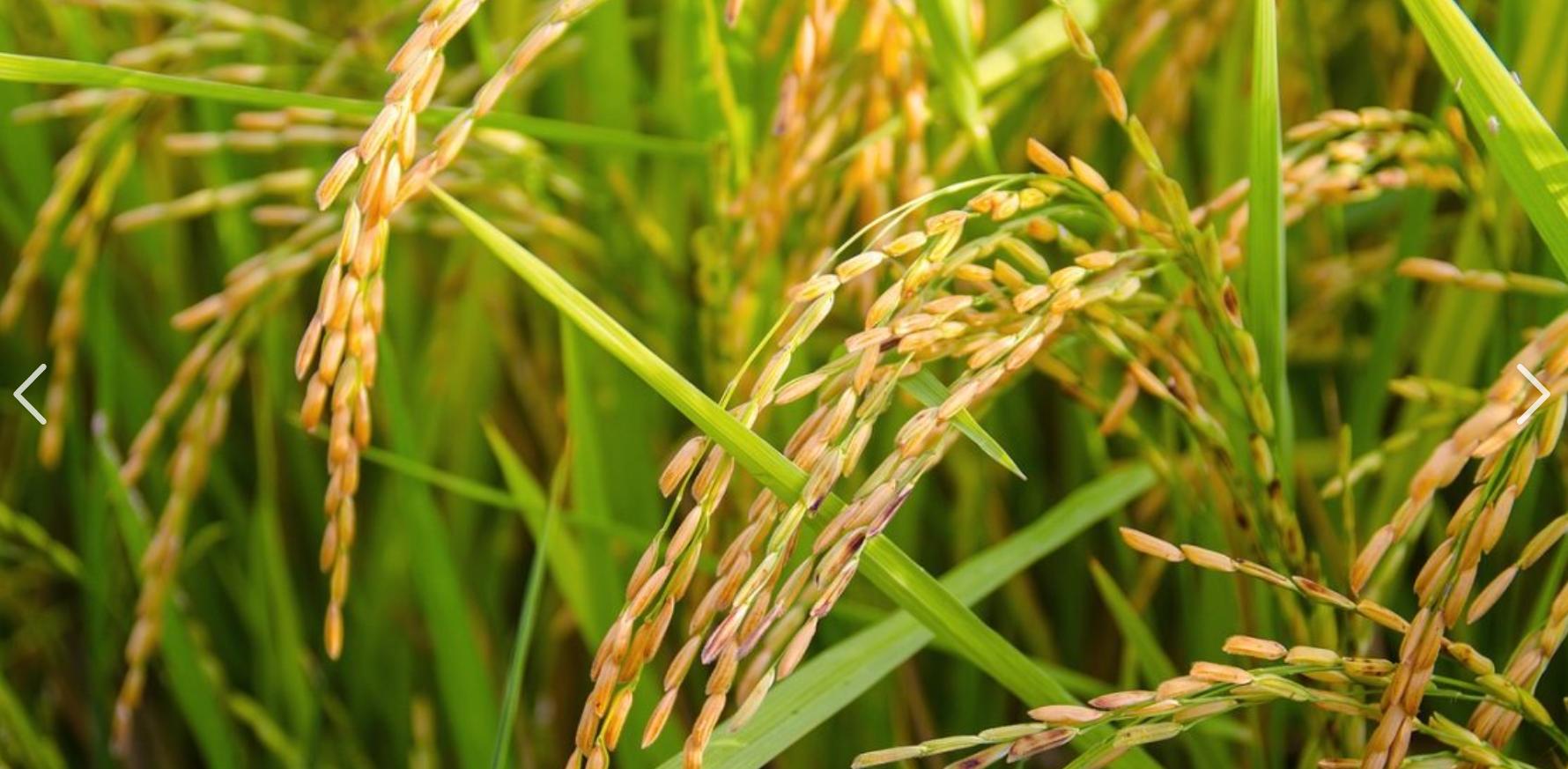 隆平种业和隆平高科的关系,隆平高科是种业龙头