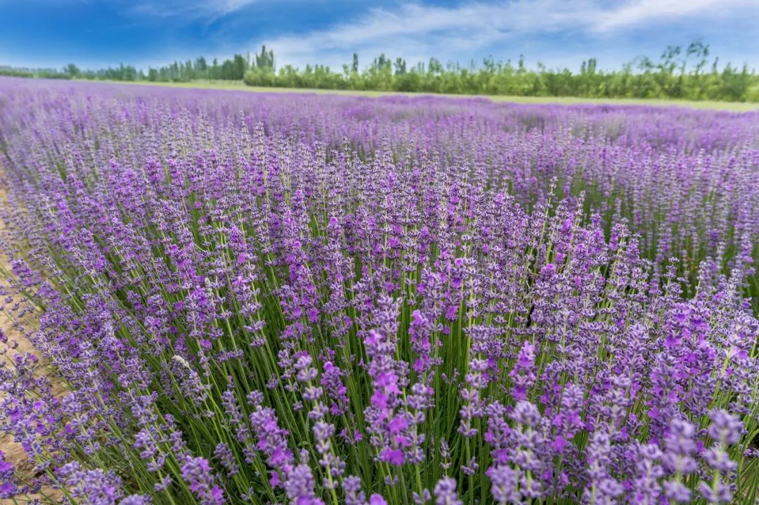 南疆的美又是另一种别样风情,北疆的风景南疆的风情