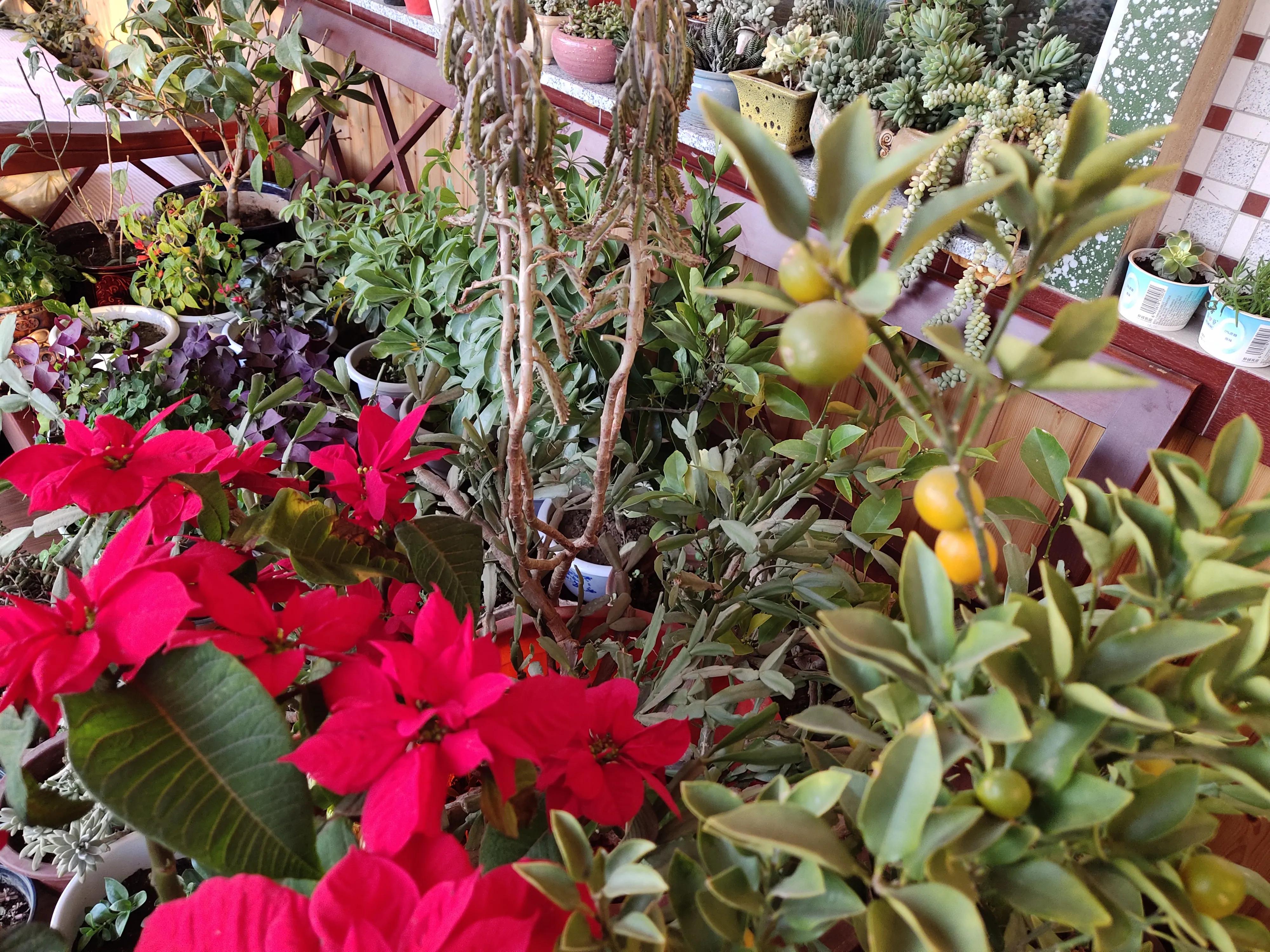 长恨此身非我有何时忘却营营解释,长恨此身非我有何时忘却营营朗读