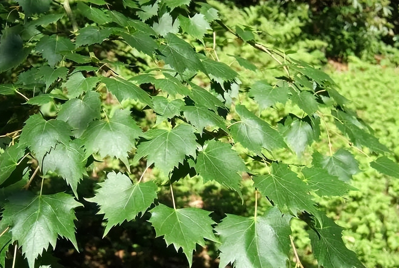 植物识别小口诀，总结的太全了！