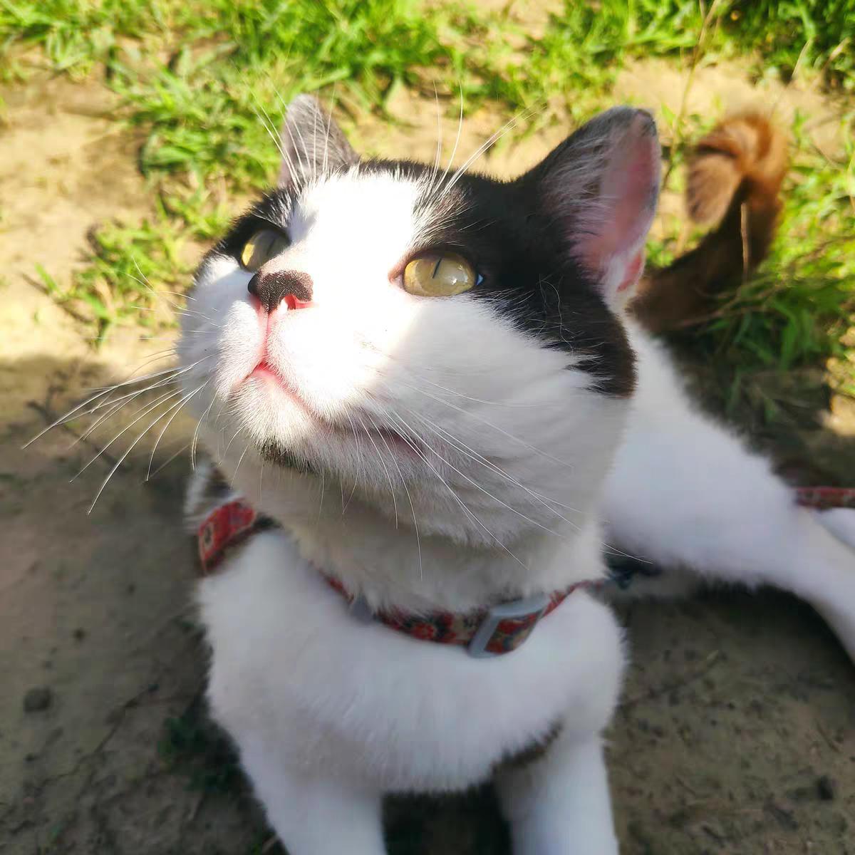 两个月的小猫怎么喂养,新手养猫攻略20天小奶猫