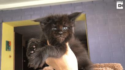 鏂硅劯鐚村瓙妯′豢浜虹殑琛ㄦ儏,鎾炶劯鏂硅劯鐚村瓙鐨勫コ缃戠孩