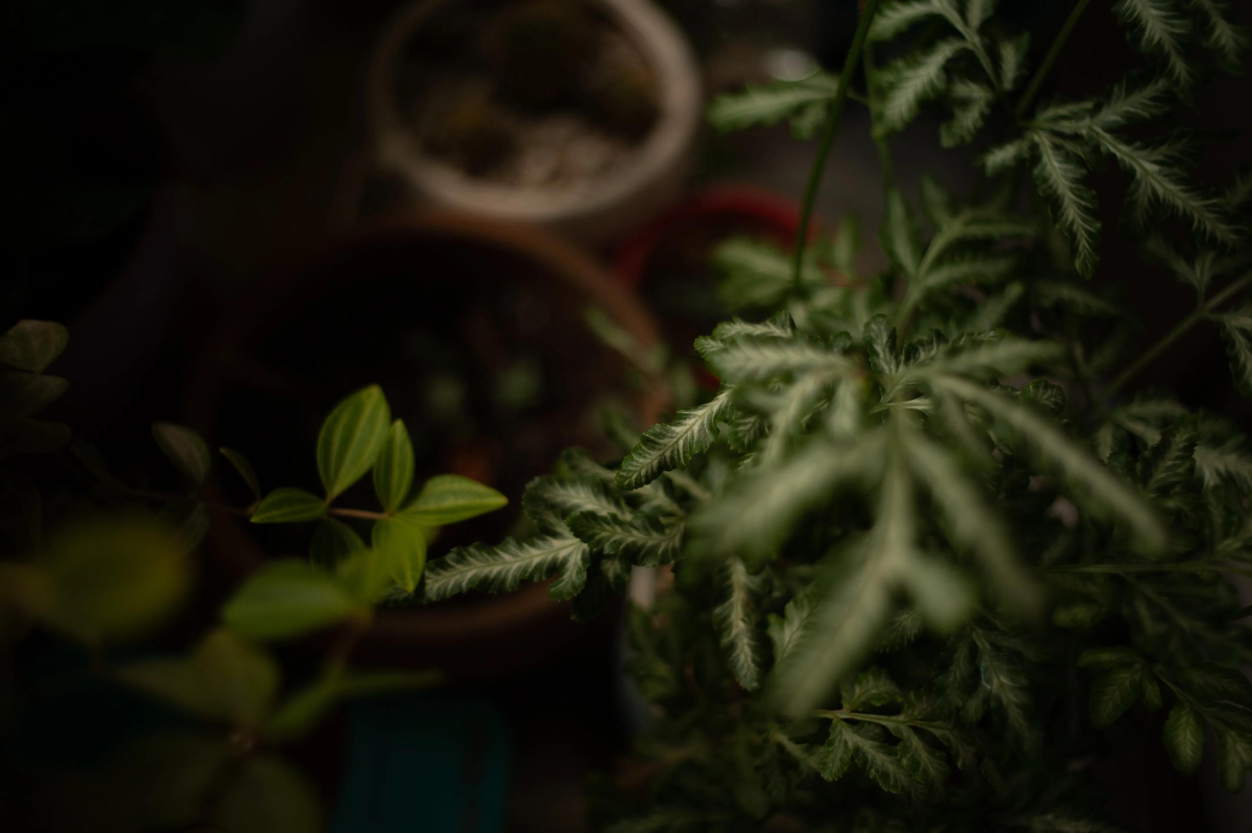 尼康352.8镜头,尼康58mmf1.4g和50mmf1.4g