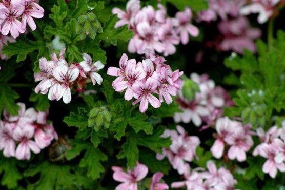 屋里养什么花不招苍蝇,家里养这2种花净化空气带来好运
