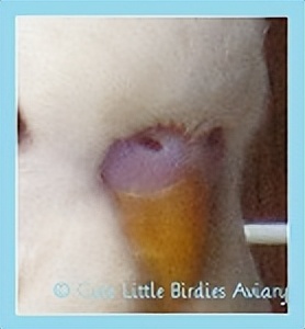 虎皮鹦鹉绿和蓝哪个基因强,虎皮鹦鹉白化红眼基因