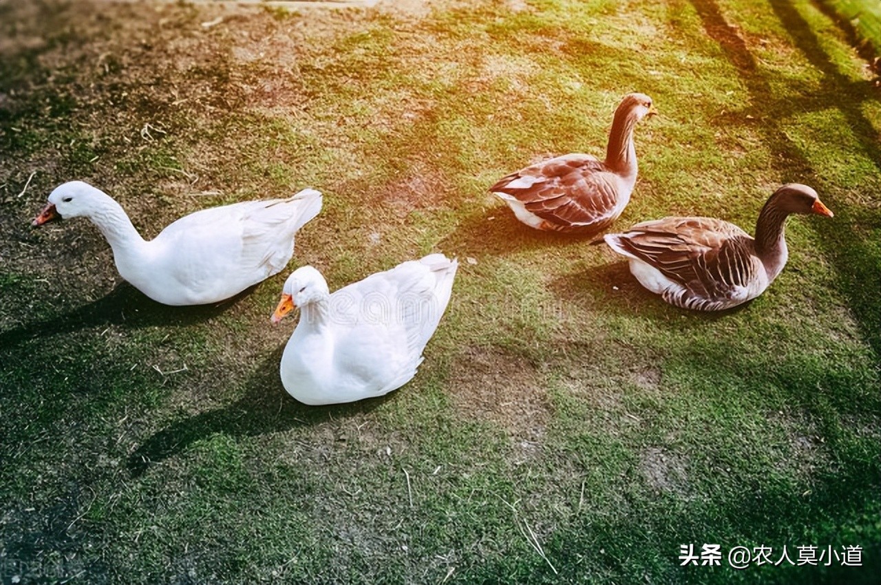 养鹅怎么养哪里有卖鹅苗的,提供鹅苗养鹅靠谱吗