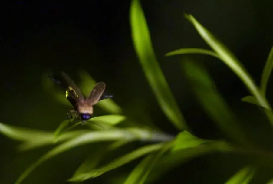 六月一起去邛崃逛古镇看云海日出共赴萤火虫之约