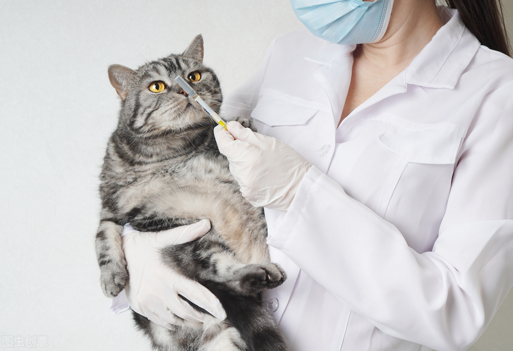 猫结膜炎怎么治疗,猫结膜炎眼药水