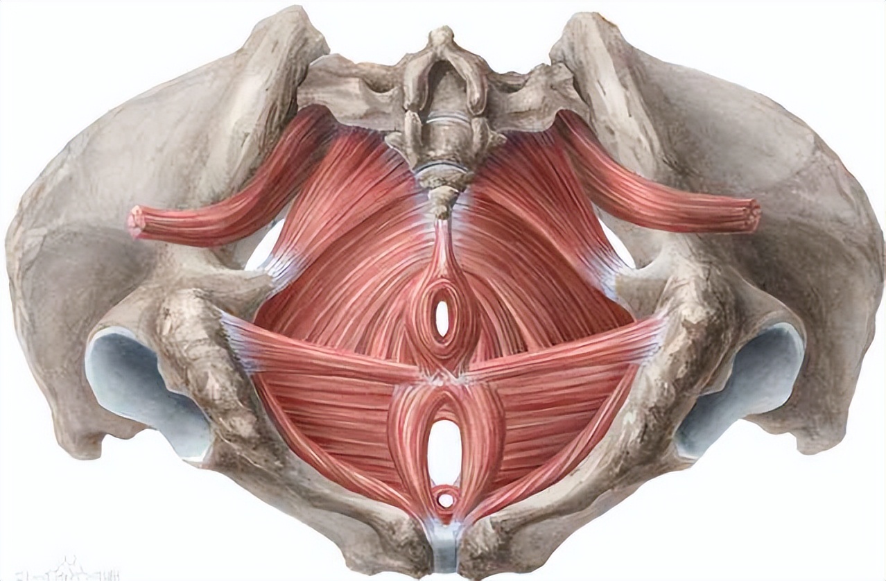 假胯宽骨头突出,假胯宽是骨头突出还是肉突出
