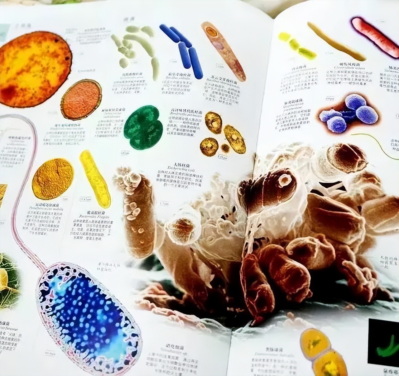 新东方直播间董宇辉录屏,新东方直播间董宇辉讲英语