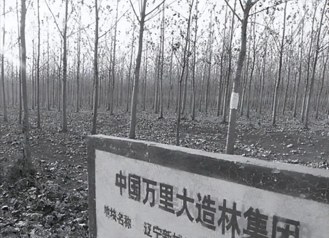 182万买手机靓号,诈骗13亿入狱,“万里大造林”的*相贵陈**,东山再起